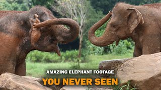 amazing elephant activities footage | pinnawala elephant orphanage 2023