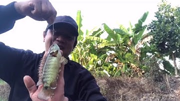 Câu Cá Rô.Trê Vàng (tập 38):Ba Chú Cháu Dính Toàn Hàng Khủng/@ninhfishing