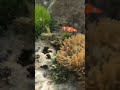 Menangkap anemon nemo cantik #87