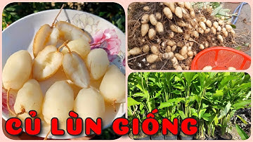 Cây Củ lùn giống | 0386569374 - Ngọc Ngân Bến Tre | Chuyên cây độc lạ