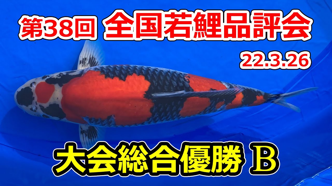 大会総合優勝B】第38回錦鯉全国若鯉品評会 2022年3月26、27日 - YouTube