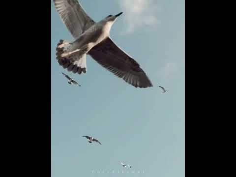 الضحى من نور م ن ابتهالات نصر الدين طوبار