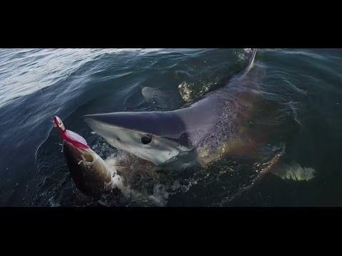 Mako Shark Street Signe semaine Ocean dangereux DENTS mammifèreIndoor//Outdoor18/"
