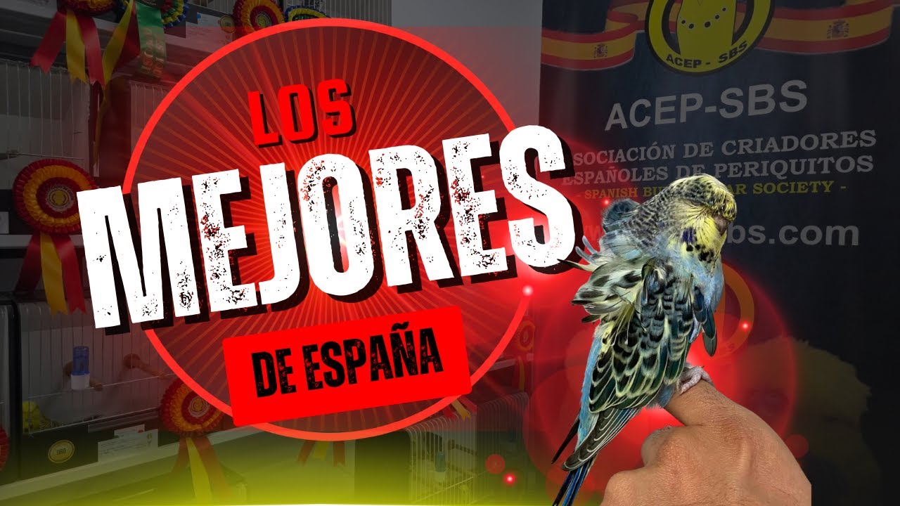Los mejores periquitos de España 2025