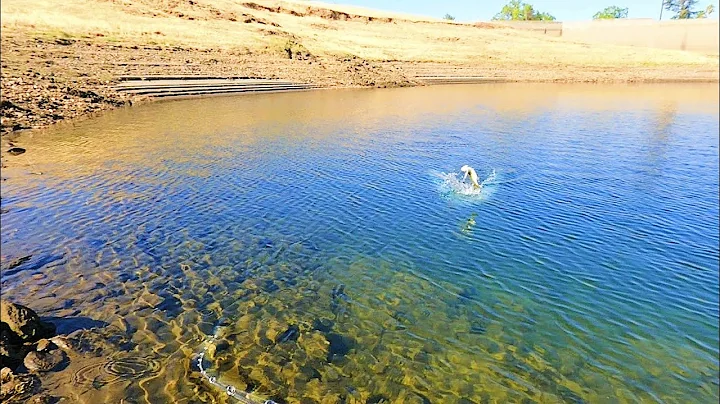 Jerkbait Bass catch🎣... #shorts