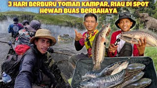 3 DAYS TOMAN HUNTING KAMPAR RIAU IN DANGEROUS WILD TIGER & ELEPHANT SPOT