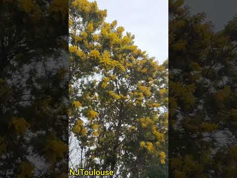 من أجمل ما قيل عن الأم ابيات شعريه من قصيدة كتبها أبو صهيب من فلسطين الحبيبه NJToulouse