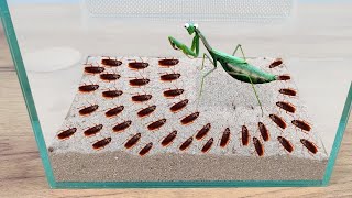 MI MANTIS vs 1.000 CUCARACHAS | ALGO SALIO MAL