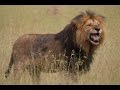 Lions & Hyena Standoff Kenya (New)