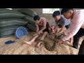 Top 5 Dramatic Python Rescues – Brave Men Save Lives from Giant Snakes!