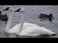 Driving From Plymouth to Ann Arbor - 38 Trumpeter Swans (Winter High) - Huron River - Gallup Park