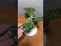Хойя Кери сплеш излишки. 05.07.25.