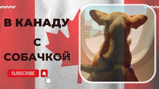 Как мы привезли собаку из Турции в Канаду I немного о кемпинге в Канаде