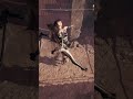 EVE is always lethal in Stealth Mode Stellar Blade