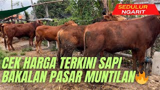 ‼️CEK HARGA TERKINI ‼️SAPI BAKALAN PASAR MUNTILAN🔥🔥