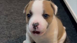 Evas Litter Of The Cutest Staffordshire Bull Terrier Puppies, Puppy Barks, Yawns, Play & Sleeping