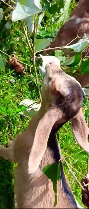 malam kosong #kosong #music #malam