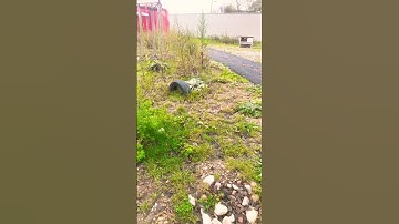 #egzonibrahimi #سورة_الإخلاص #ikhlas #goodmorning #travel #lifeisbutadream #love