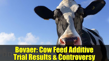 Bovaer: Cow Feed Additive Trial Results & Controversy | Arla Dairy Farms