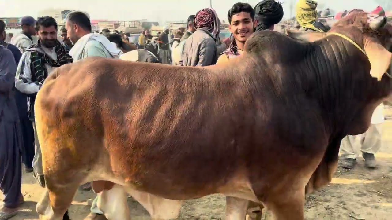 5 February 2026 Qurbani 2026 ka bahtareen mall | bachra Mandi Kott chutta Dera Ghazi Khan #bachira