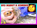 ВЕЗЕМ КРЫСУ И ХОМЯКА К РОТОЛОГУ / ЧТО ЖИВЕТ В ХОМКИ ИЗЮМЧИКЕ / Alisa Easy Pets