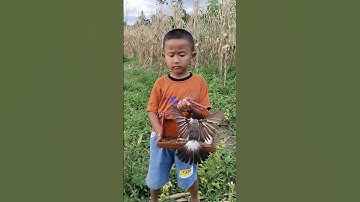 Pikat kutilang nggaruda diatas kotak #burung #burungkicaudialamliar