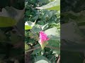 કપાસની ખેતી #ખેડૂતપુત્ર #farming #agriculture #ગુજરાતીખેડુત #cottonfarming #ખેડૂત #shorts #2025