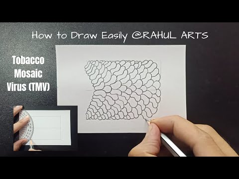 How to Draw Tobacco Mosaic Virus (TMV)