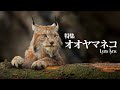 オオヤマネコ　美しき森のハンター