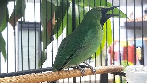 Cucak ijo Gacor Ngeplong Pagi Hari Cocok Untuk pancing Bunyi
