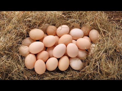 Инкубация куриных яиц. Сбор яиц для инкубации. Условия и сроки хранения инкубационного яйца.