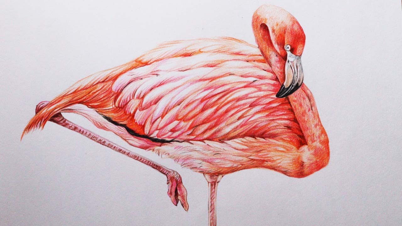 How to Draw a Flamingo