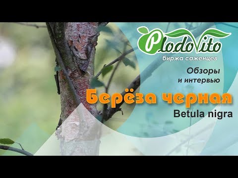 Берёза черная I Betula nigra