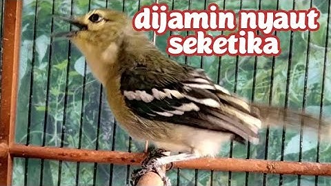 CIPOW  GACOR TERBUKTI AMPUH UNTUK MEMANCING EMOSI DAN MENAIKAN BIRAHI LAWAN 