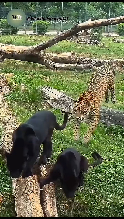 Jaguar vs Black Panthers – Intense Wild Showdown