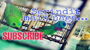 Serindit main naga...