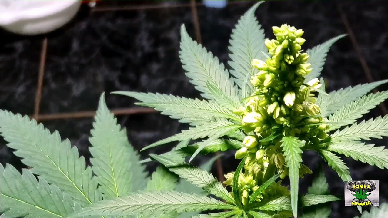 COMO PRODUZIR SEEDS ( SEMENTES ) REGULARES E MARCHA DA MACONHA