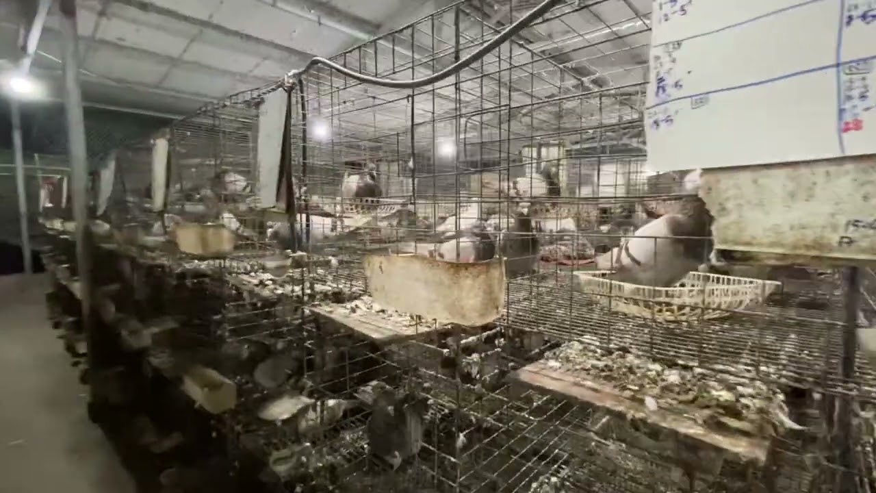 Trước khi nuôi Bồ câu pháp không thể bỏ qua nếu không muốn thất bại video từ tâm của em….