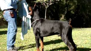 britton farms doberman