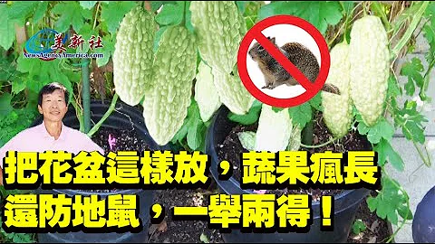 把花盆这样放，蔬果疯长，还防地鼠，一举两得！园艺老师许希圣教大家！ - 天天要闻