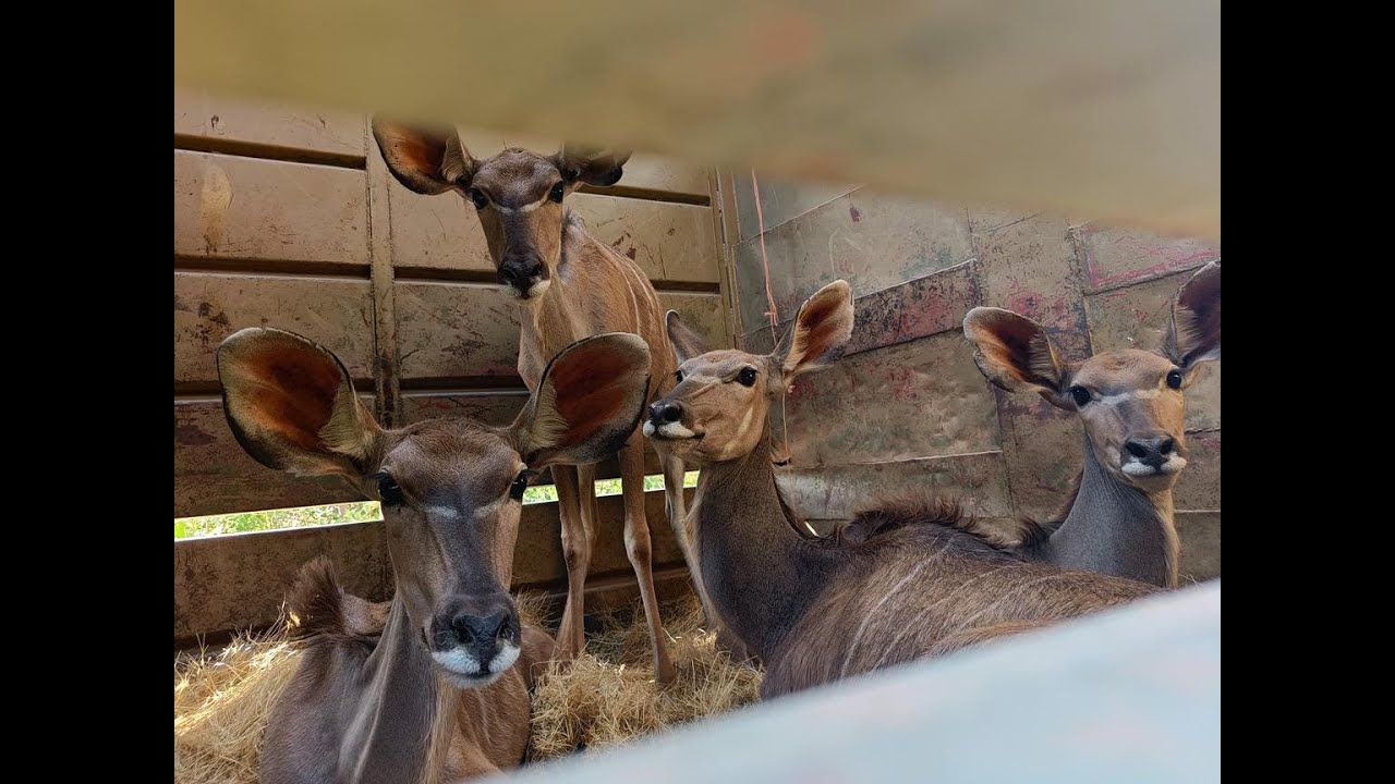 ⁣Cuatir Conservation Project - Angola Game Translocation 2022 - Wildlife Vets Namibia