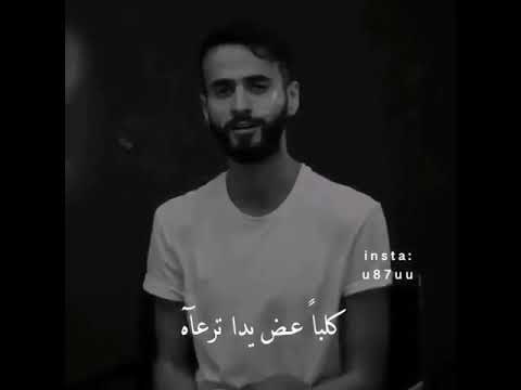 سيمبا قادم سيمبا جاء محمد القحطاني استوريات انستا حالات واتس اب