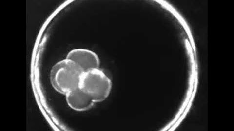 Scientists Create World