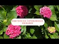 BIENVENIDOS A MI JARDIN AlREDEDOR DE MI CASA | HORTENSIAS | HYDRANGEAS | MACROPHYLLA | AZALIAS