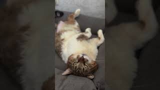Why are cats so grumpy? #cat #cute #kitten #funny #cutecat #pets #kitty #funnycats #puppy #meow