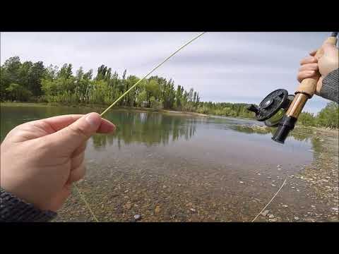 Vídeo: Quem é pescador com mosca?