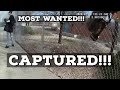 Albuquerques Most Wanted Captured!!!