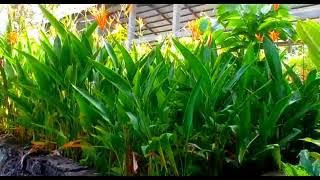 Download lagu Project P5 SMAN 15 Padang# Bentang alam SMAN 15 Padang