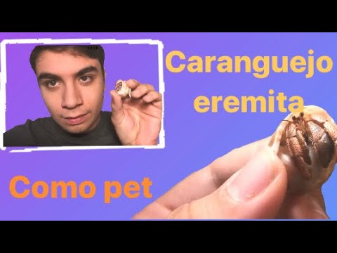 Vídeo: Como cuidar de um caranguejo eremita