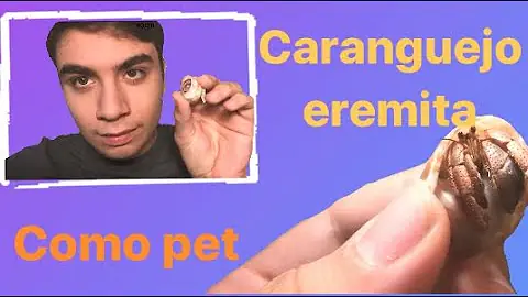 Como tirar o caranguejo ermitão da concha?